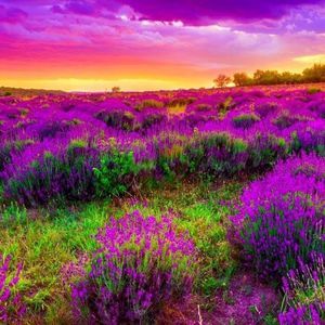 Meet your Posher, Roxanne